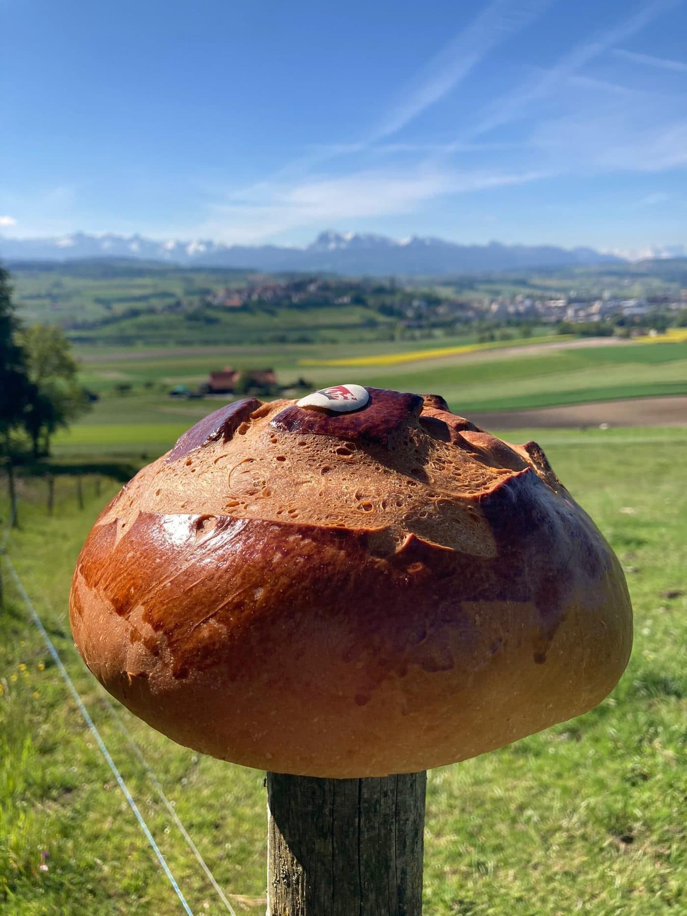 Cuchaule AOP photographiée devant la campagne de la Glâne